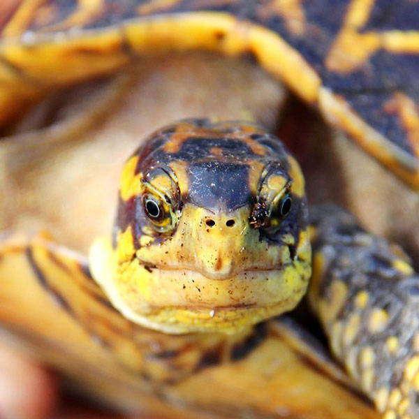 turtle