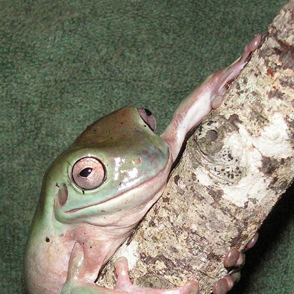 tree frog