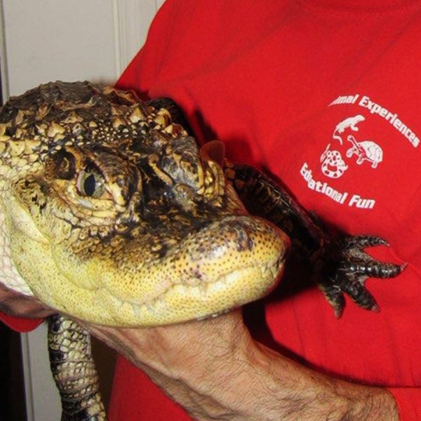 alligator