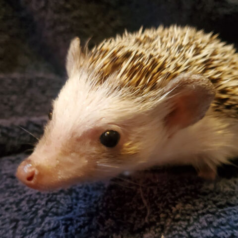 hedgehog