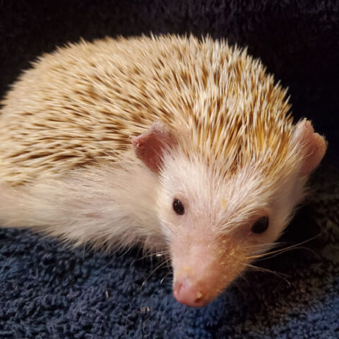 hedgehog