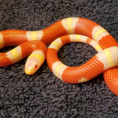 snake