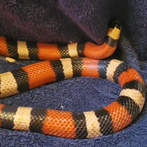 snake