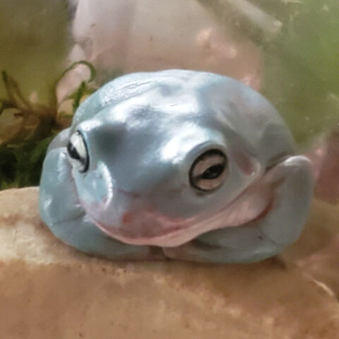 frog