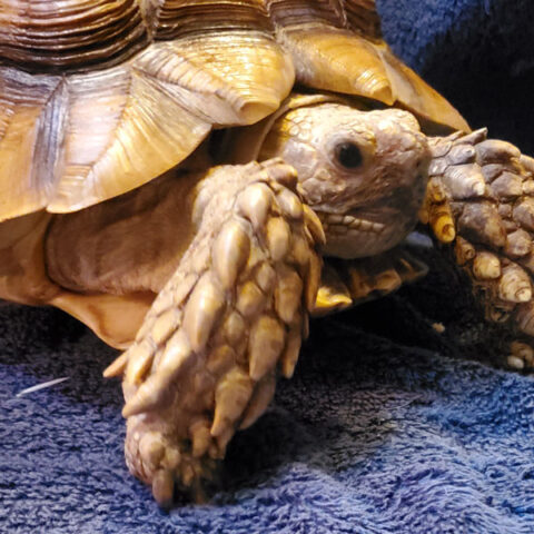 turtle