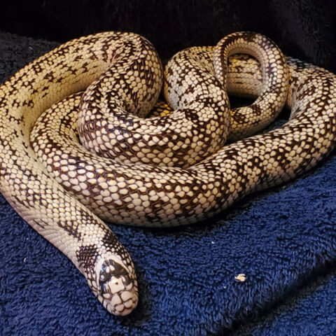 snake