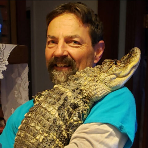 alligator
