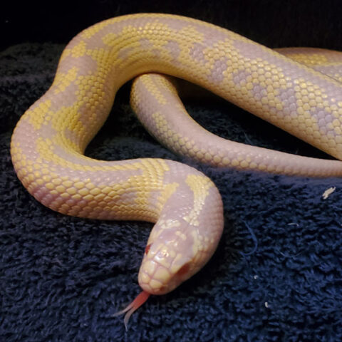 snake