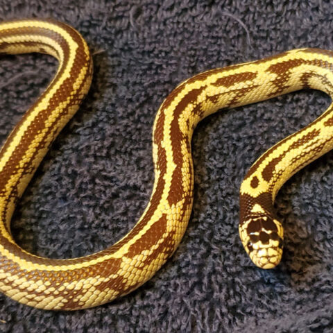 snake