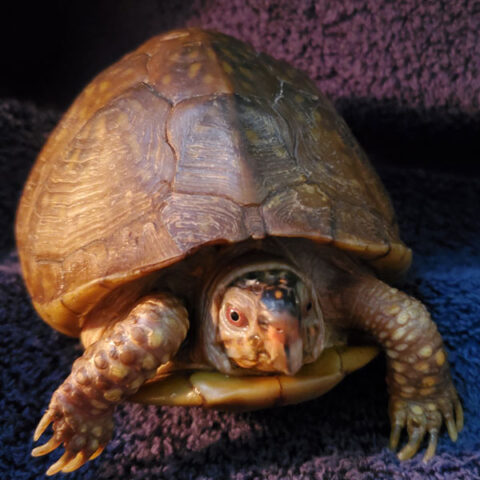 turtle