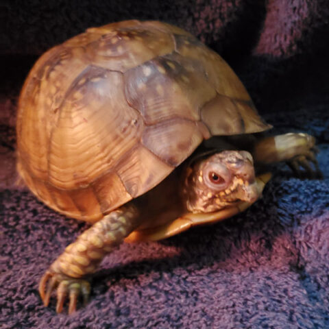 turtle
