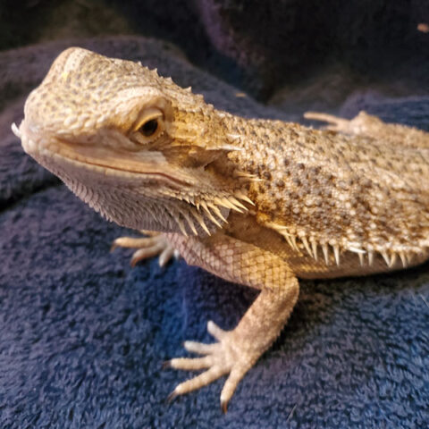 bearded dragon