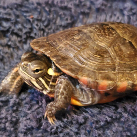 turtle