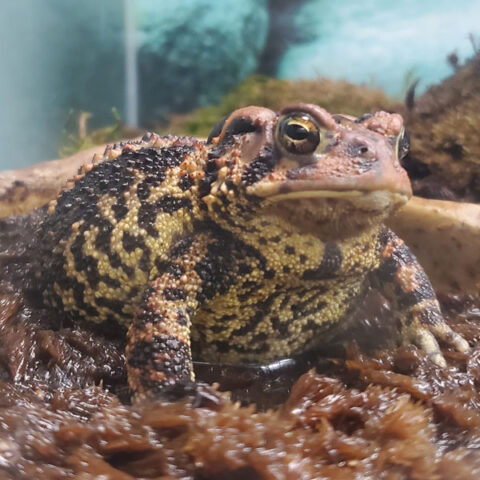 frog