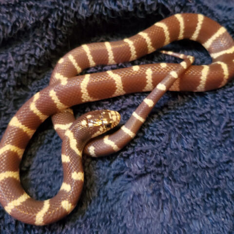 snake