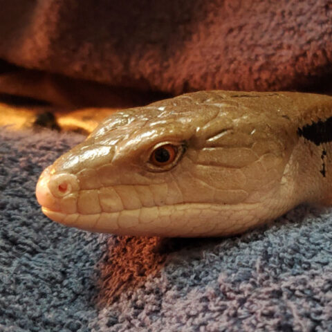 lizard