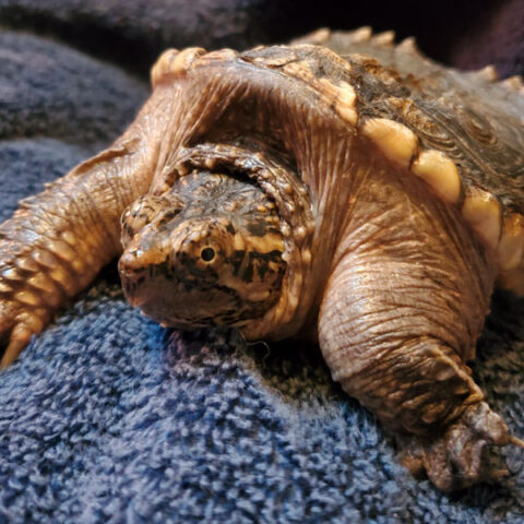 turtle