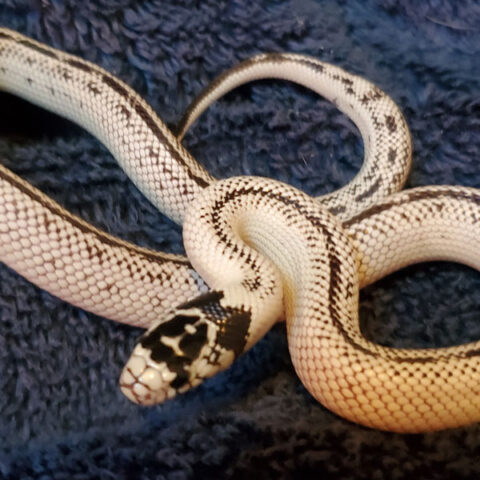 snake
