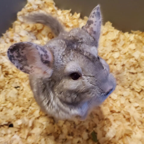 chinchilla