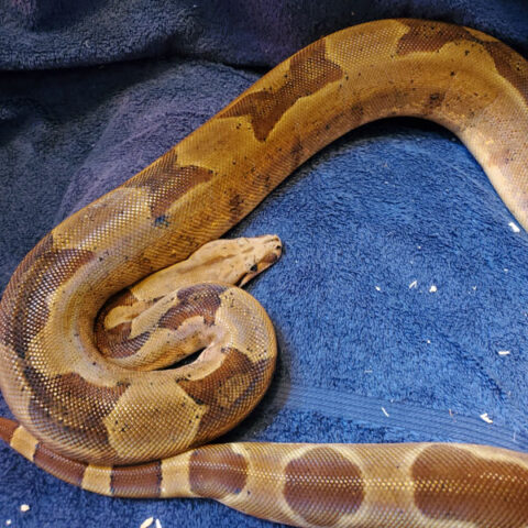 snake
