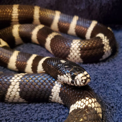 snake