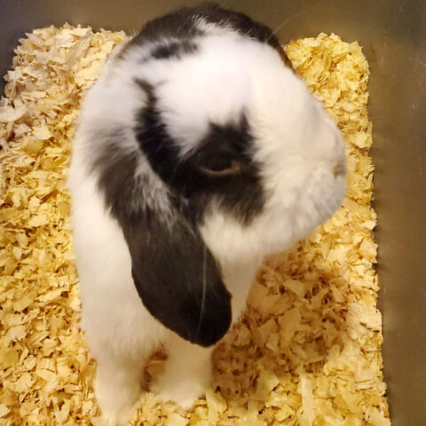 rabbit