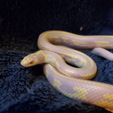 snake